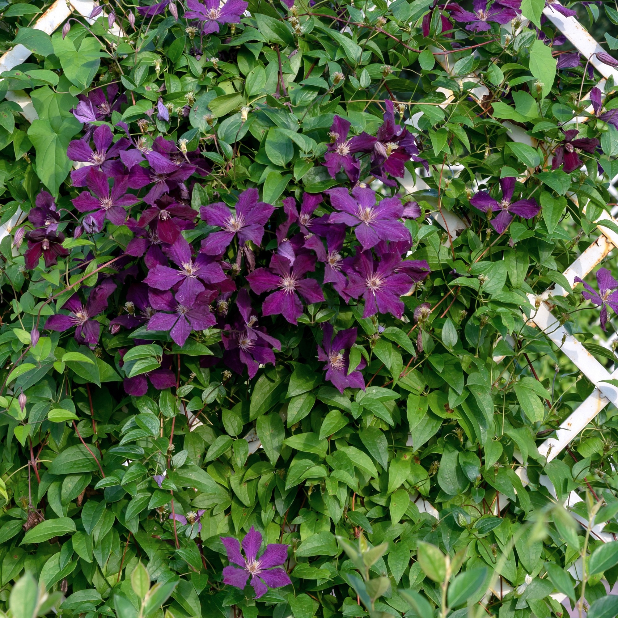 Dark purple clematis flowers on a white garden grate.