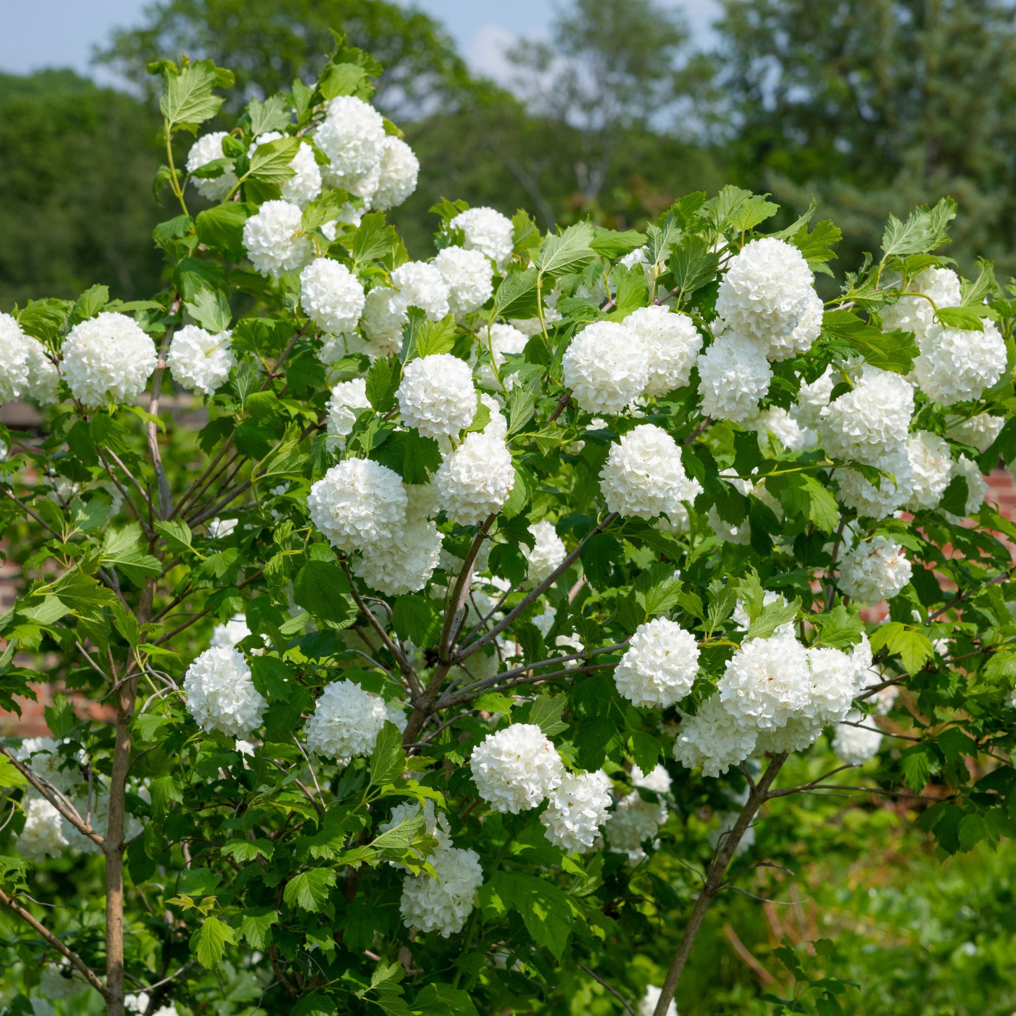 Blooming viburnum opulus in a May garden.