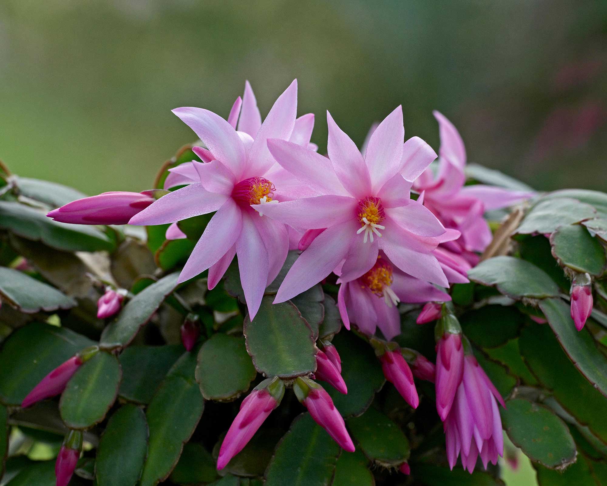 How to make a Christmas cactus bloom expert flowering tips Gardeningetc