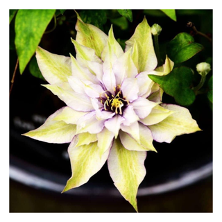 A close-up of a clematis flower