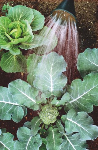 watering broccoli plants