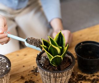 Snake plant potting mix