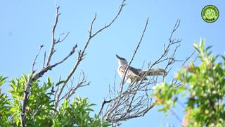 Bird Conservation Disney Lead