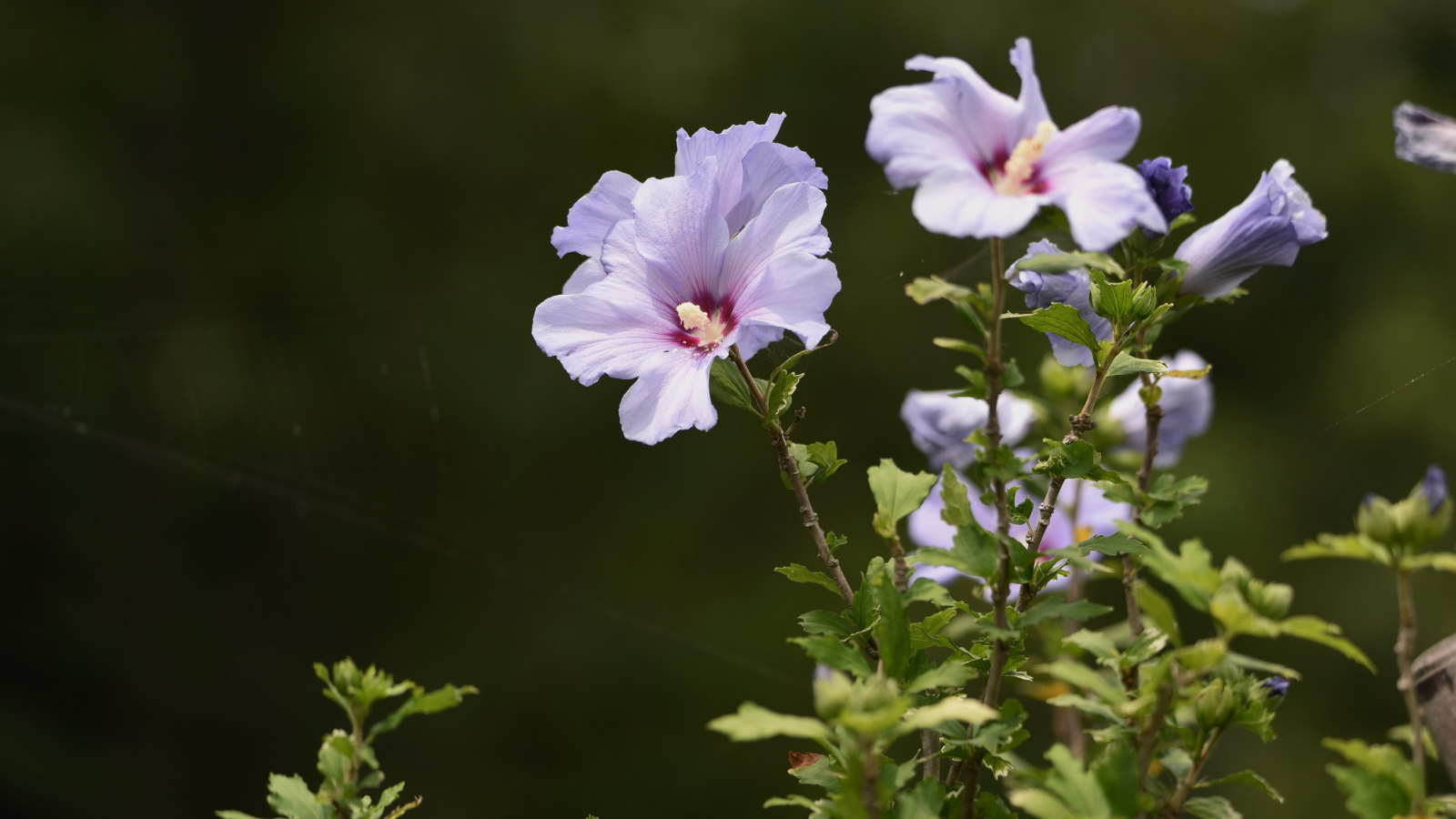 Rose of Sharon blooms with pink flowers and darker centers