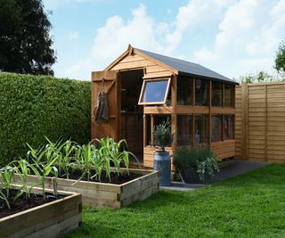 Shiplap PTR 8\00d76 Apex Potting Shed in a garden with raised beds and a lawn