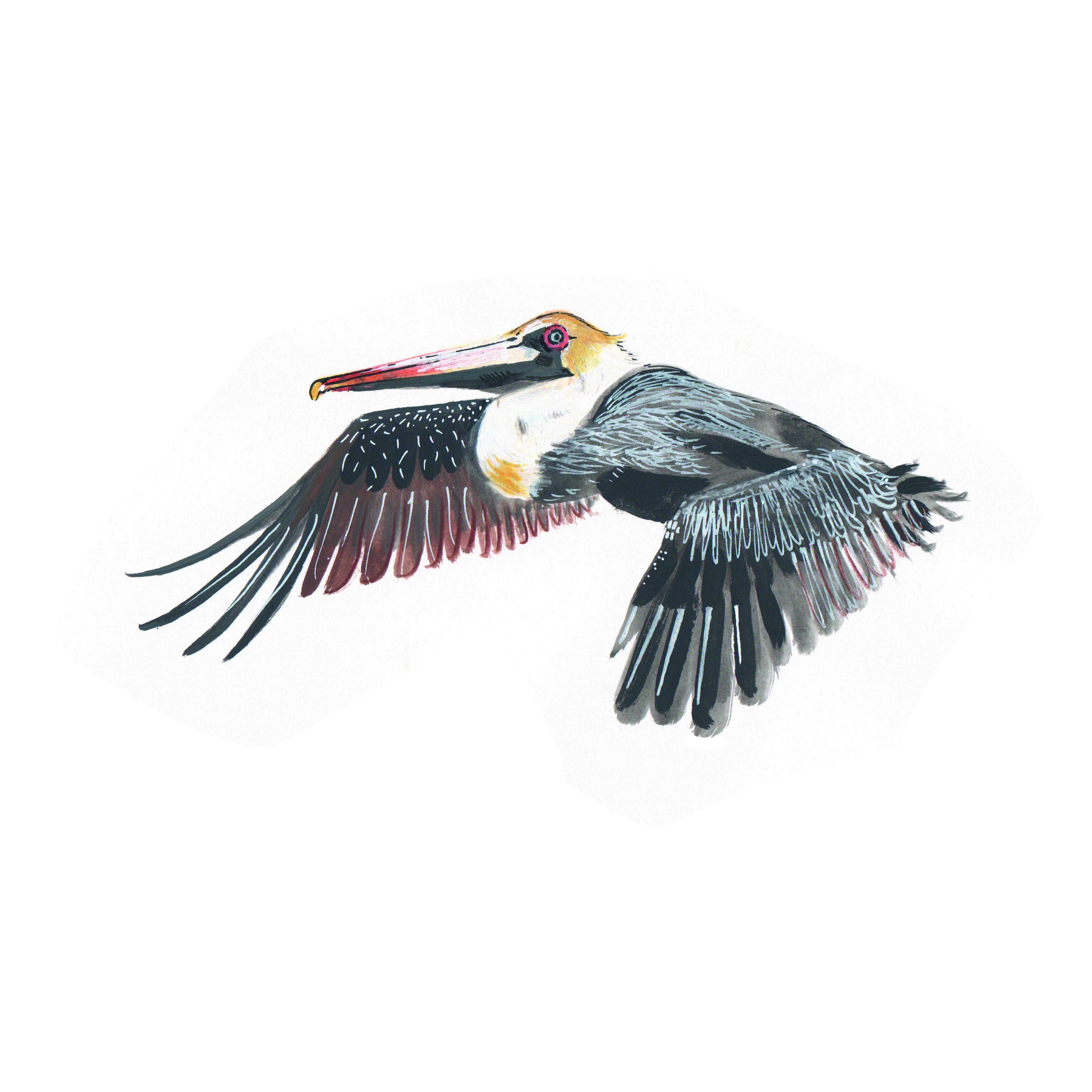 Caribbean bird illustrations