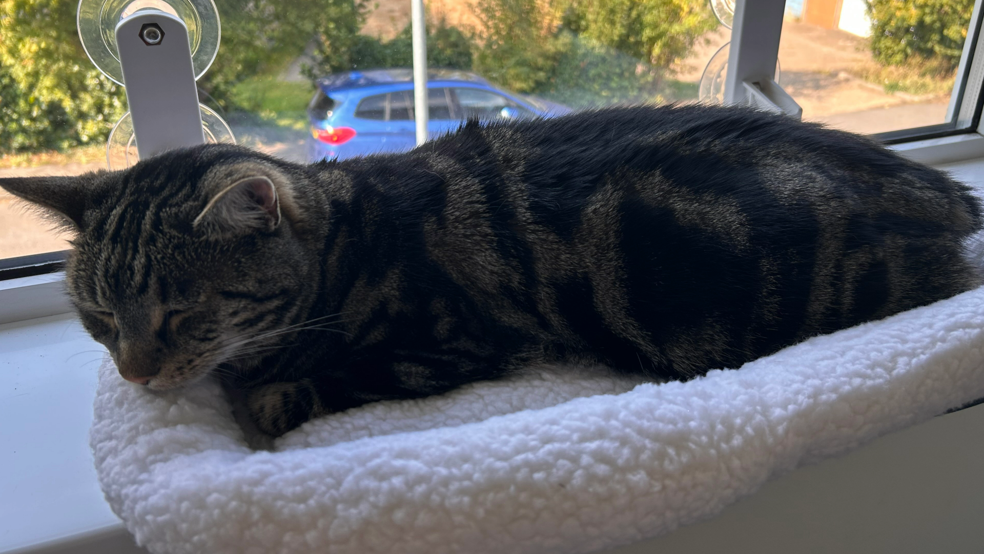 Nala sleeping on the Zakkart Cat Hammock which is placed on the window ledge