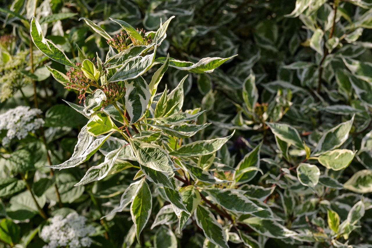 Tatarian Dogwood Bush