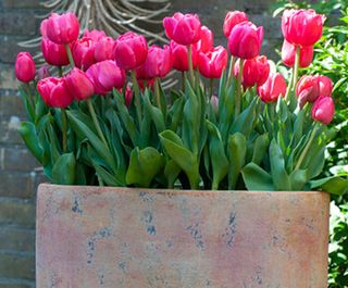 window box with pink tulips
