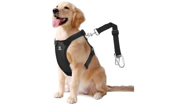 Best Dog Car Harness: Keep Your Dog Safe And Secure 