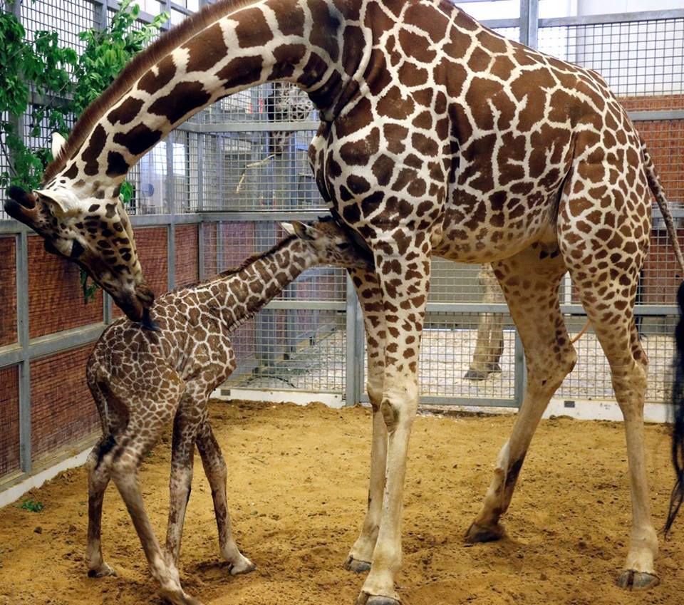 Dallas zoo baby giraffe