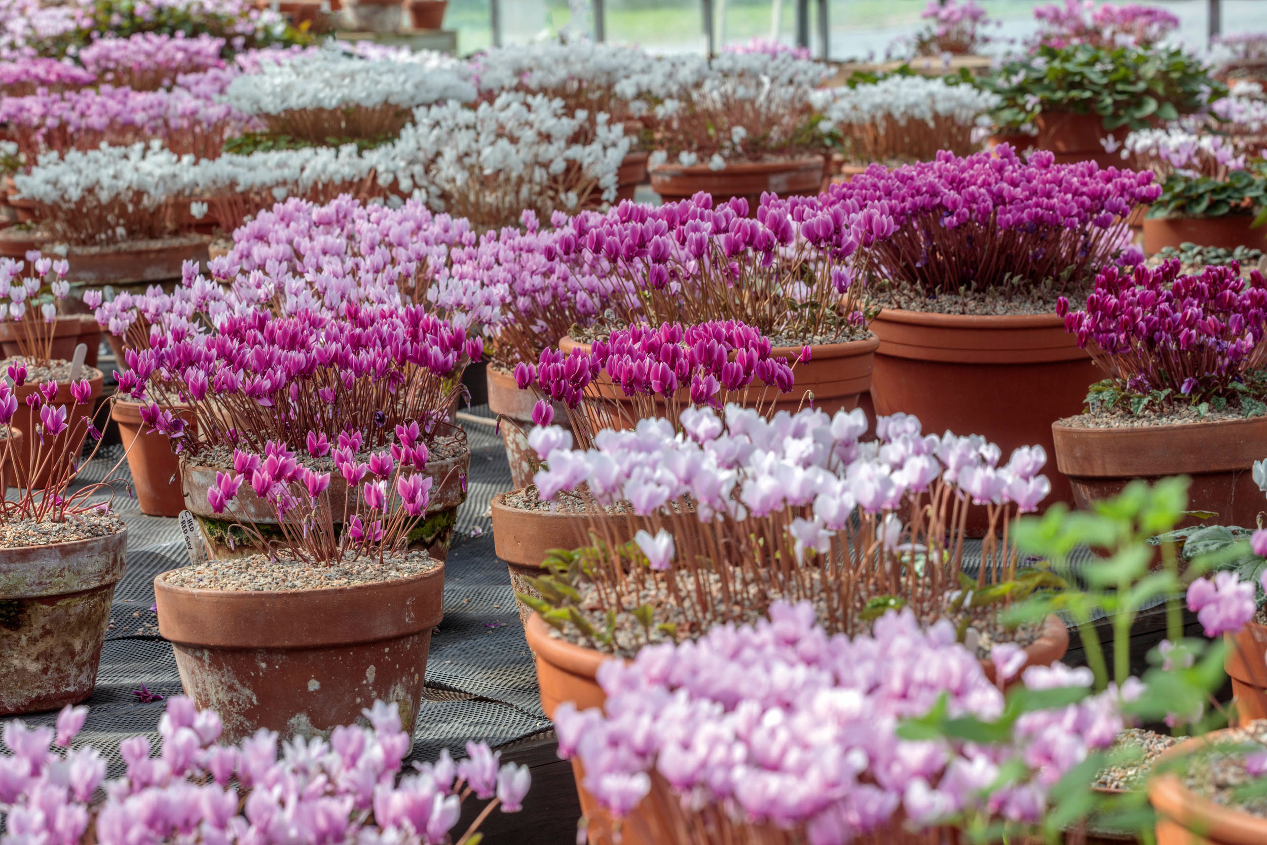 Cyclamen at Ashwood Nurseries in Kingswinford.