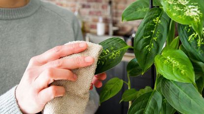 Persons hand holding a cloth and wiping the leaf of a houseplant