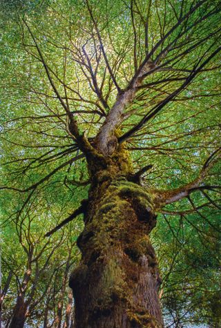 A painting of a large tree