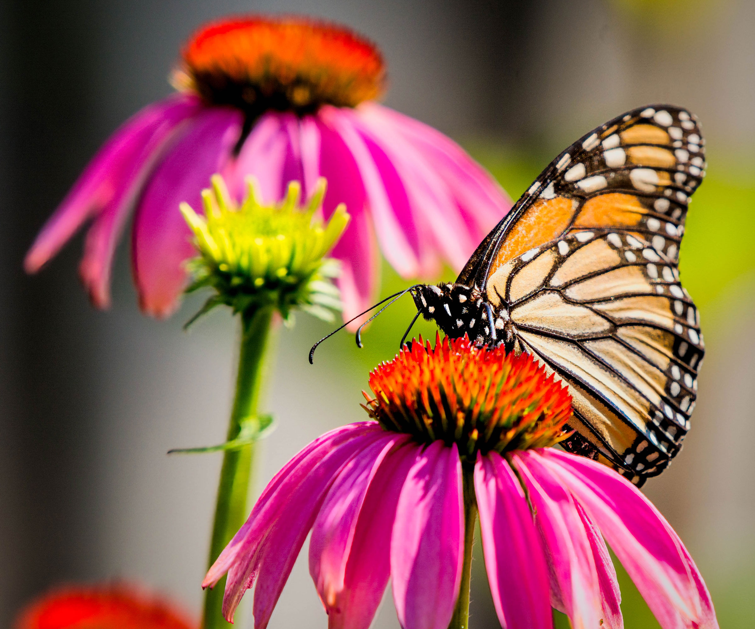 monarch butterfly on purple coneflower