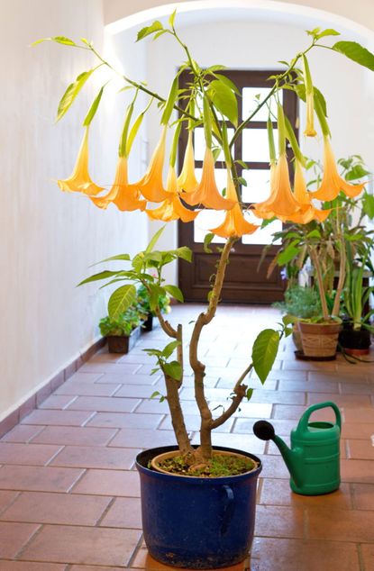 Indoor Yellow Brugmansia Plant