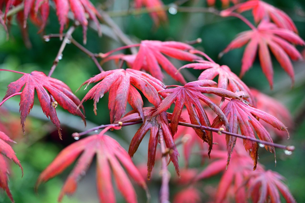 Nikon Z DX 16-50mm f/2.8 VR example shot