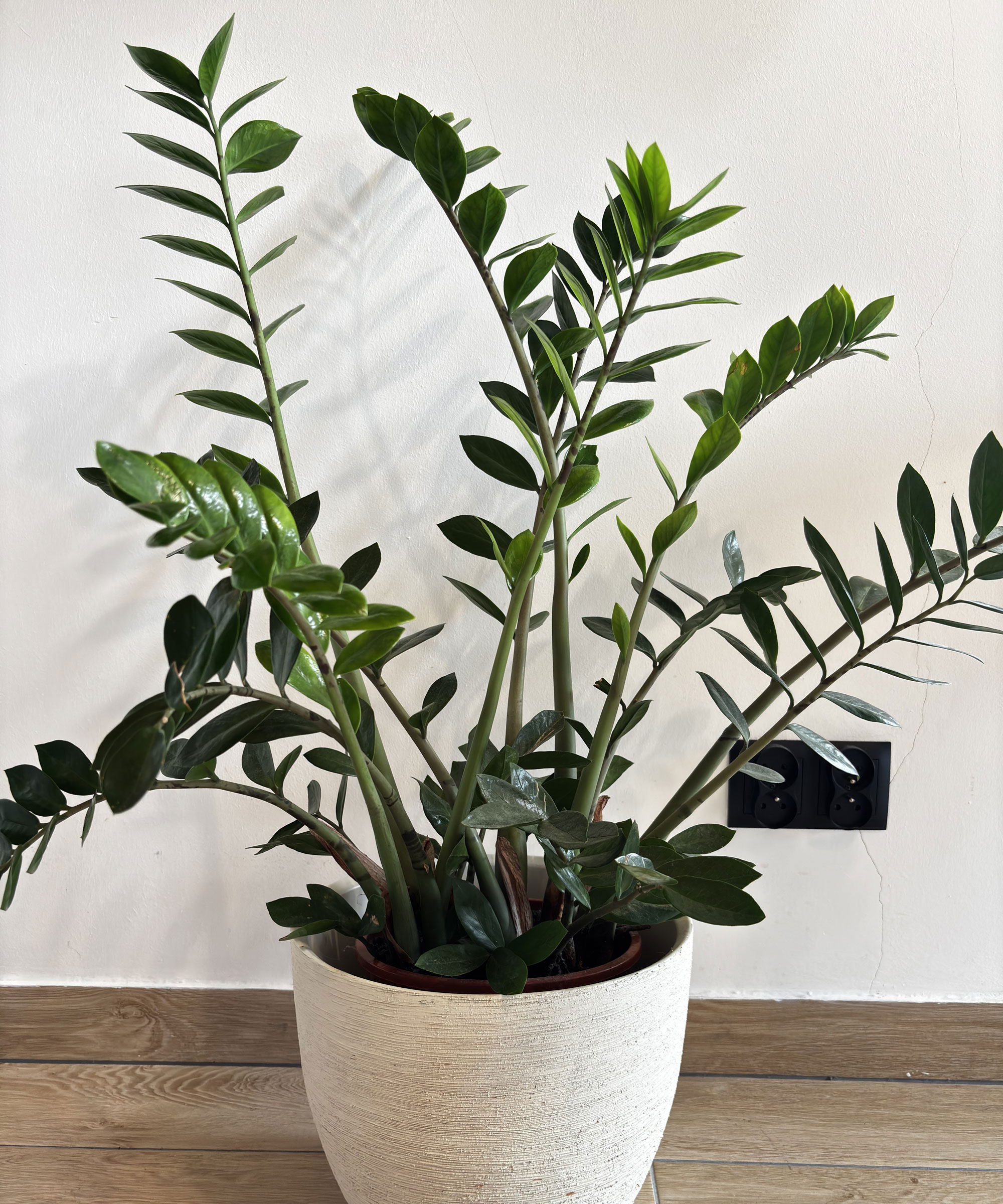 zz plant in white pot on floor near white wall