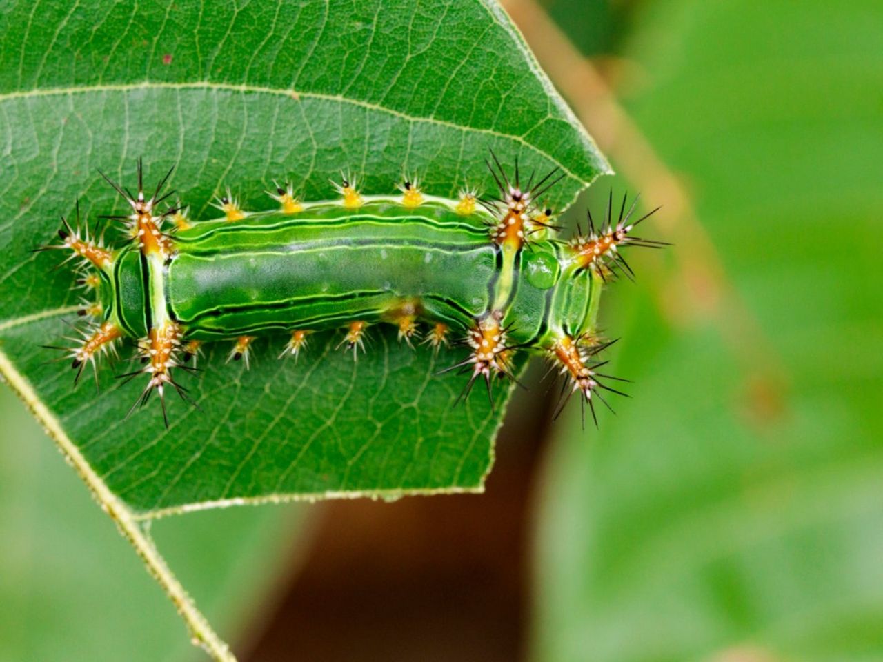 Green Cup Moth Insect On An Eucalyptus Leaf