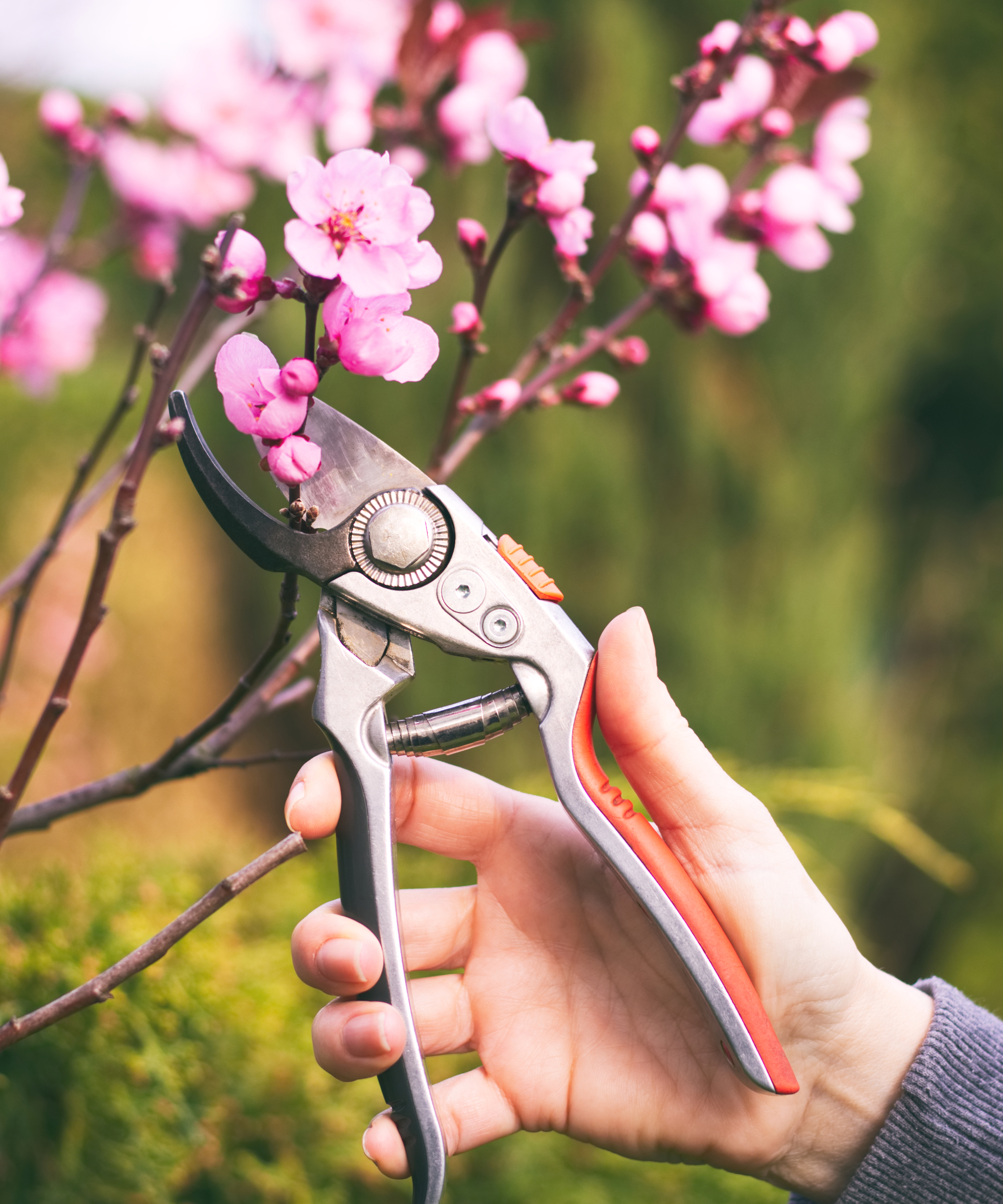 Gardener pruning ornamental cherry tree