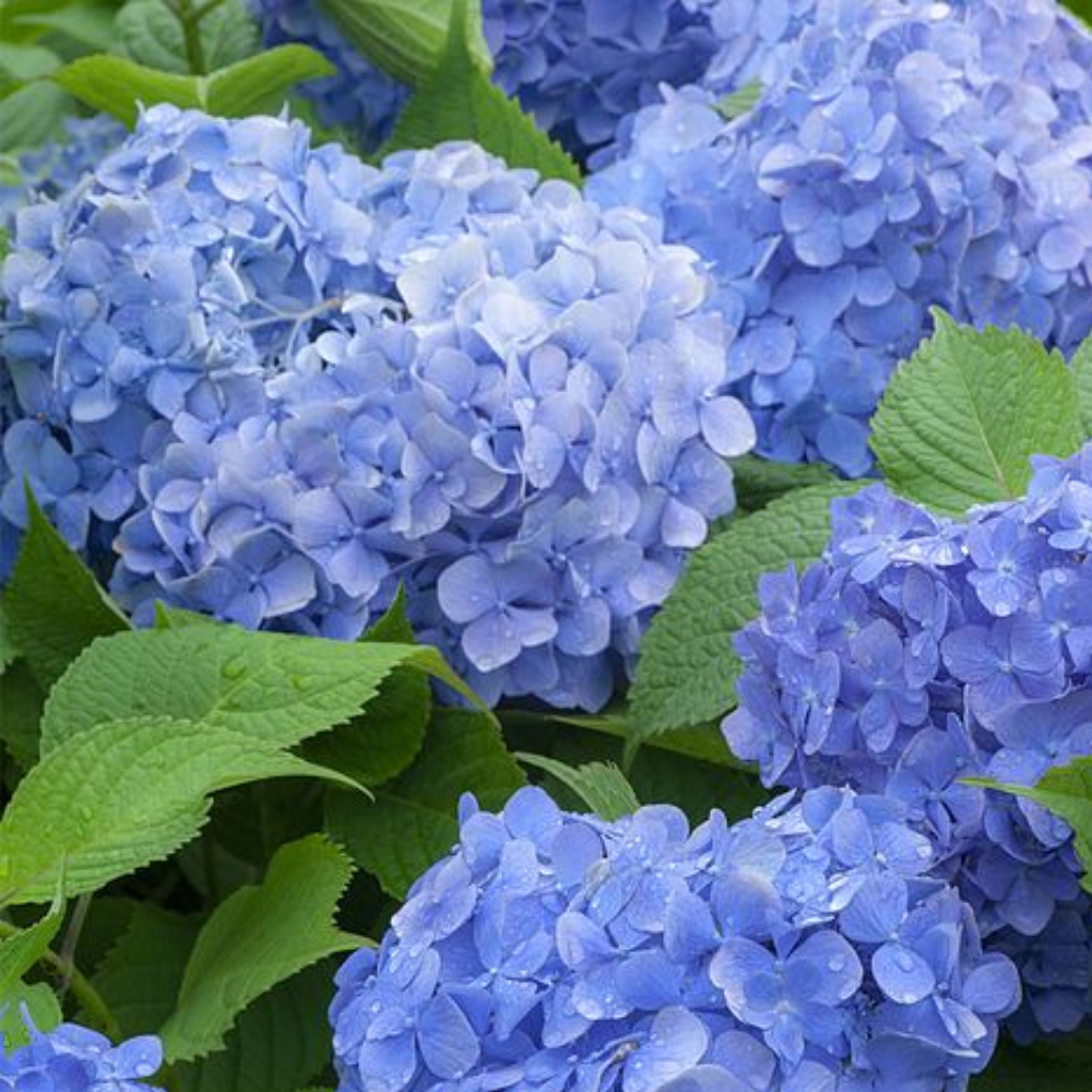 Hydrangea macrophylla 'Blue Danube'