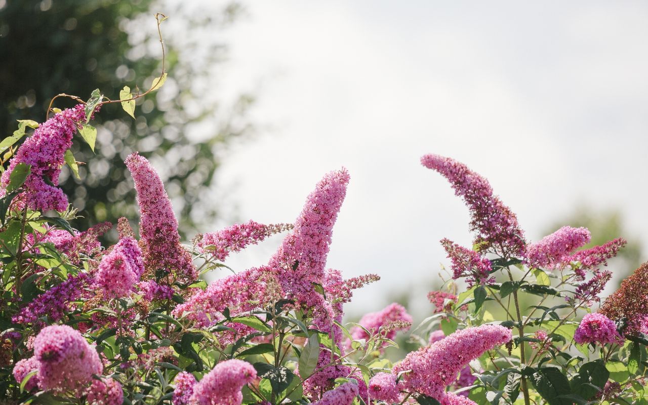 Butterfly bush in a garden