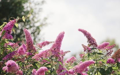 Butterfly bush in a garden