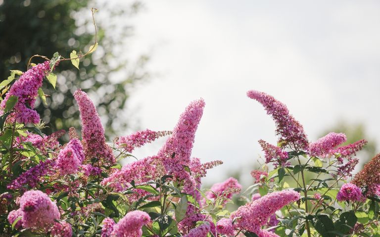 should-butterfly-bushes-be-cut-back-in-the-fall