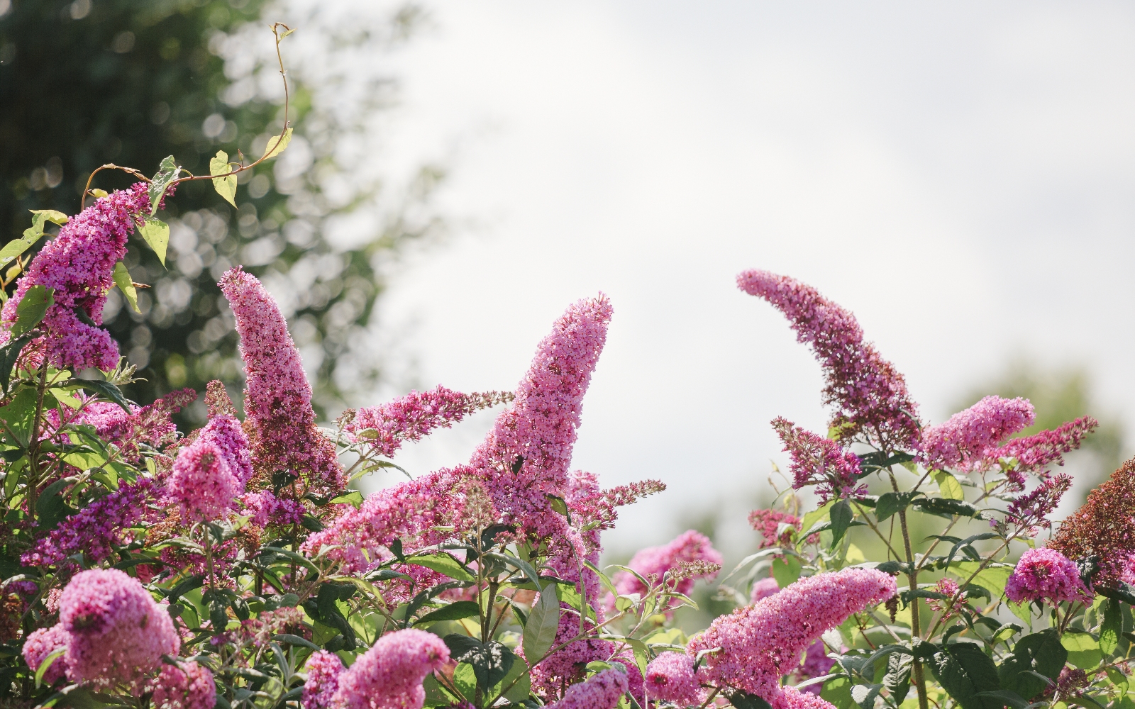 should-butterfly-bushes-be-cut-back-in-the-fall