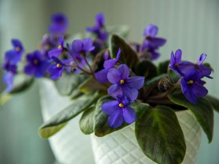 two flowerpots with purple African violets