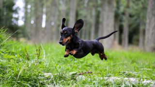 A Dachshund leaping over a log, one of the most popular hound dog breeds