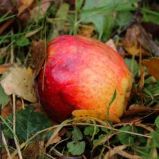 Fallen apple rots under tree