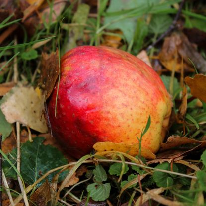 Fallen apple rots under tree