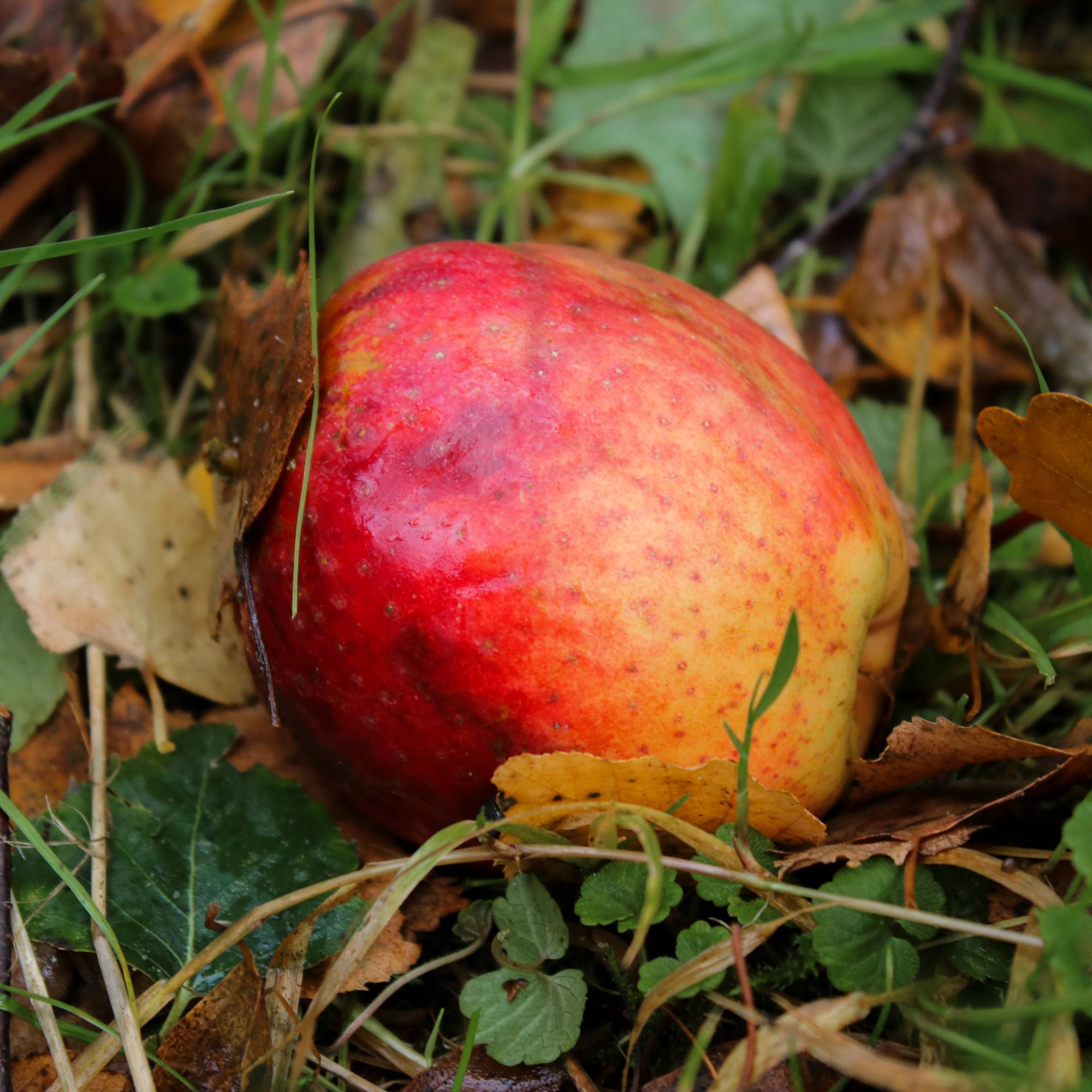 Fallen apple rots under tree