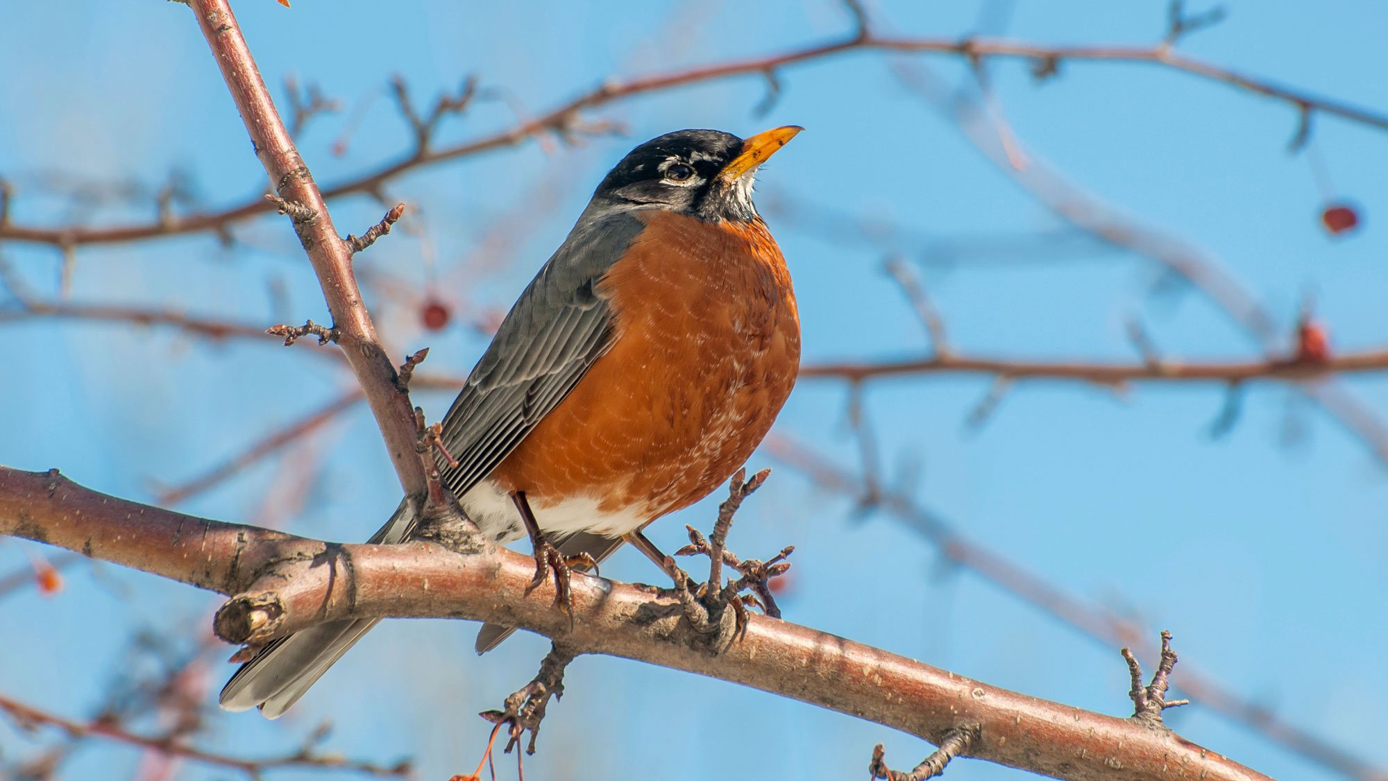 American robin sitting on branch of crab apple tree
