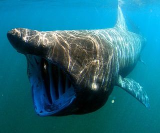 basking sharks tagging, basking shark tracking, second biggest fish on earth, second biggest fish, world's second largest fish, basking shark research, biggest sharks, world's biggest fish