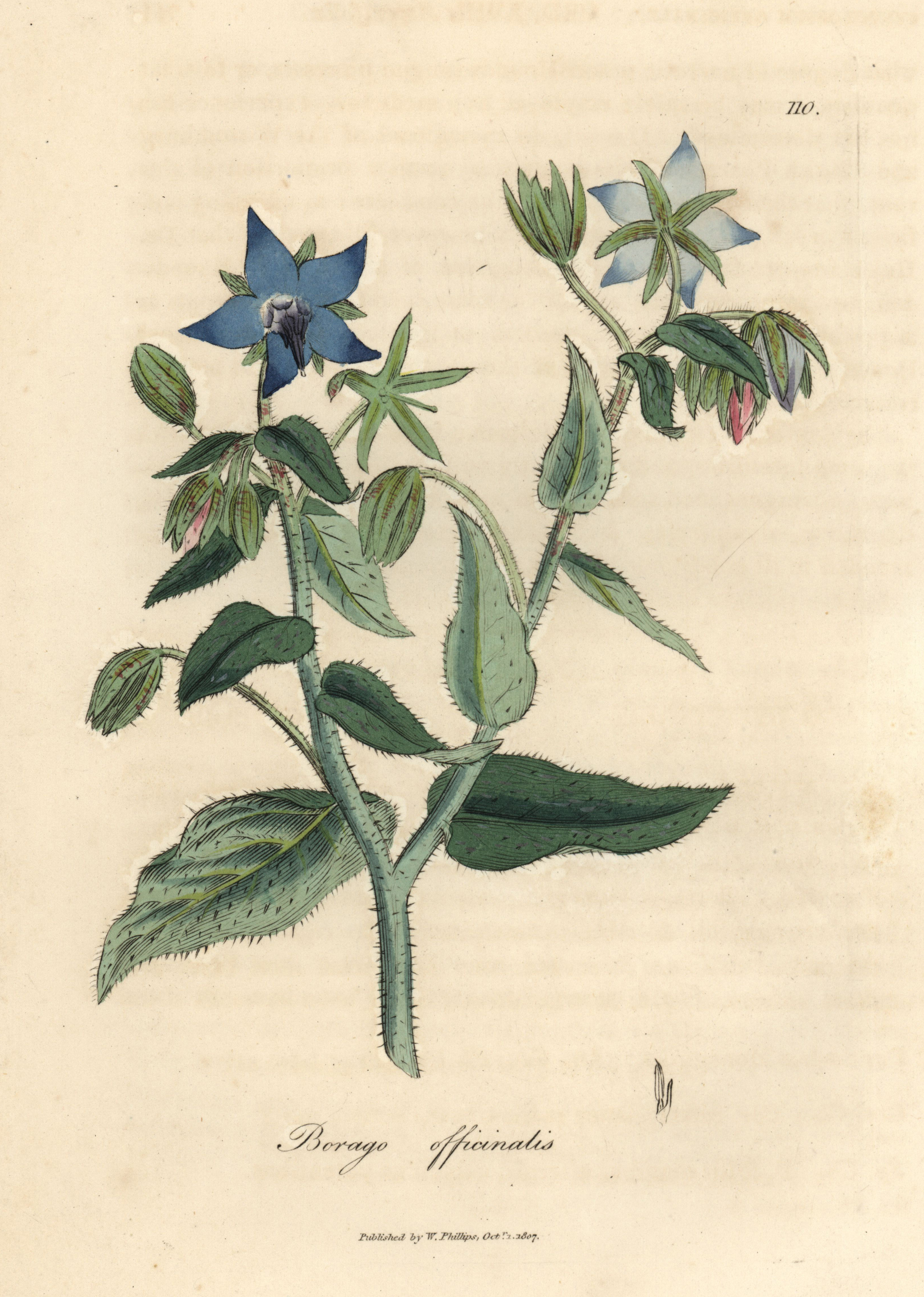 Blue flowered borage, Borago officinalis in a hand-coloured copperplate engraving from a botanical illustration by James Sowerby.