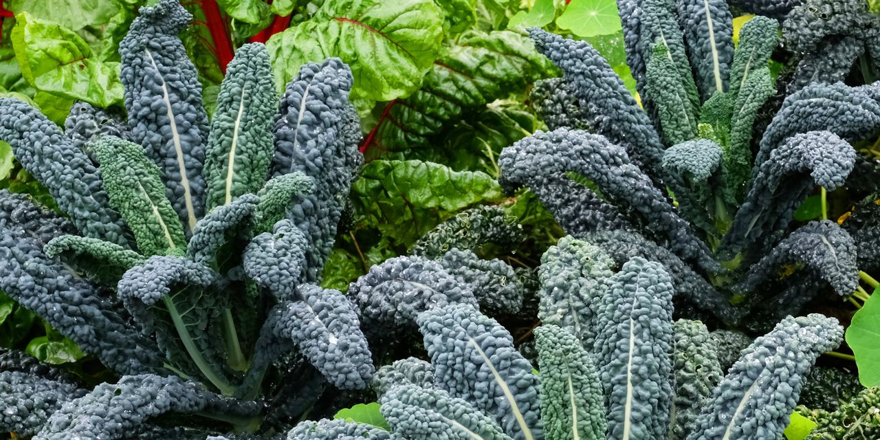 Kale plants growing next to beetroot plants in a vegetable garden bed