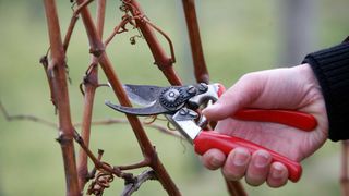 winter pruning grape vines with secateurs to show plants to prune in January