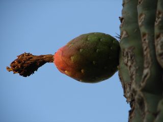 Fruits of the Sonoran Desert