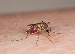When the female Aedes aegypti mosquito feeds on the blood of humans, it may spread a variety of diseases.