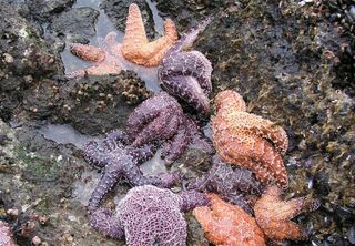 As the tide rolls out, the ochre sea star (Pisaster ochraceus) preys on, albeit slowly, mussels and barnacles. The sea star uses its sticky tube feet to attach to rocky surfaces in high wave-energy environments. Sea star wasting syndrome can cause the starfish to lose their grips, however.