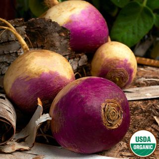 Turnip, Purple Top Organic Seeds