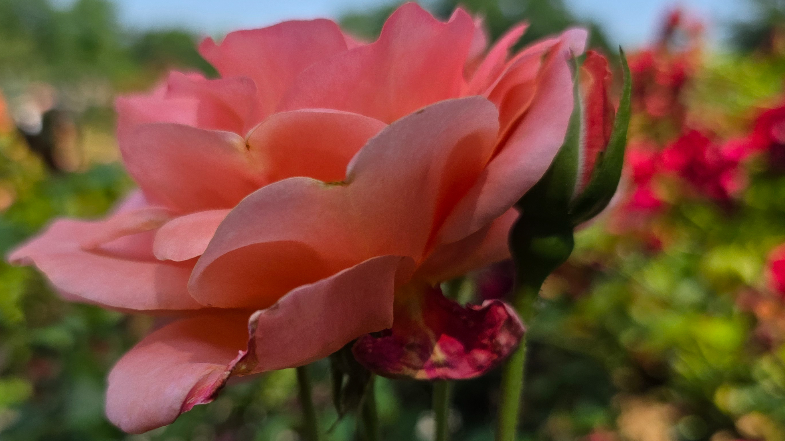A pink flower photographed at various resolutions with the Samsung Galaxy S25 Ultra
