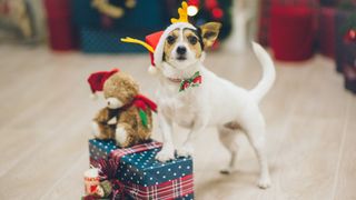 Jack Russell with paws on Christmas gift