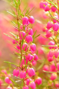 Pink Flowered Boronia Plants