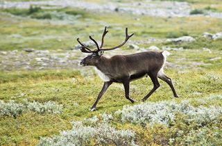 reindeer, animal survival, breeding