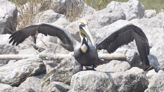 The brown pelican was photographed on Queen Bess Island in March 2021. 