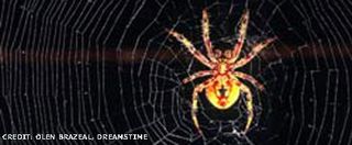Spider Silk Could Repair Human Ligaments