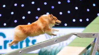 Crufts 2022 gets underway